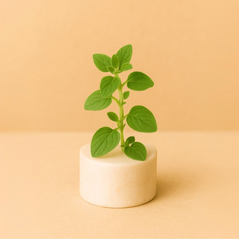 Naturalny olejek eteryczny z Oregano 30g dzikiego majeranku