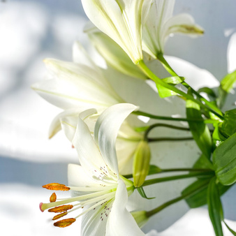 Olejek zapachowy LILIA do świec i mydła 500g