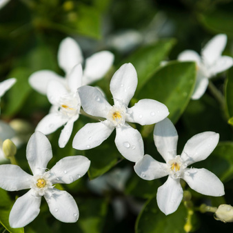 Olejek zapachowy JAŚMIN I MAGNOLIA do świec i mydła 