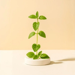 Naturalny olejek eteryczny Miętowy