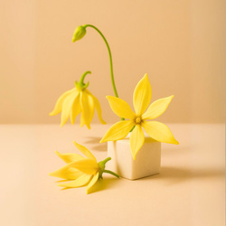 Naturalny olejek eteryczny Ylang Ylang