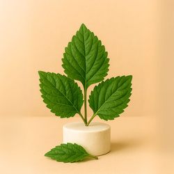 Naturalny olejek eteryczny Paczulowy