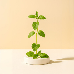 Naturalny olejek eteryczny Miętowy 30g