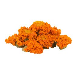 Aksamitka całe kwiaty suszona 10g pomarańczowa