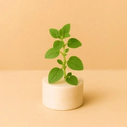 Naturalny olejek eteryczny z Oregano 30g dzikiego majeranku