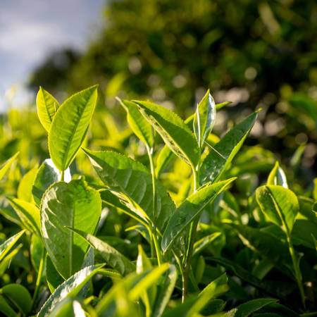 Naturalny olejek eteryczny drzewo herbaciane 30 ml